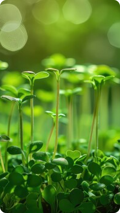 Sustainable Agriculture